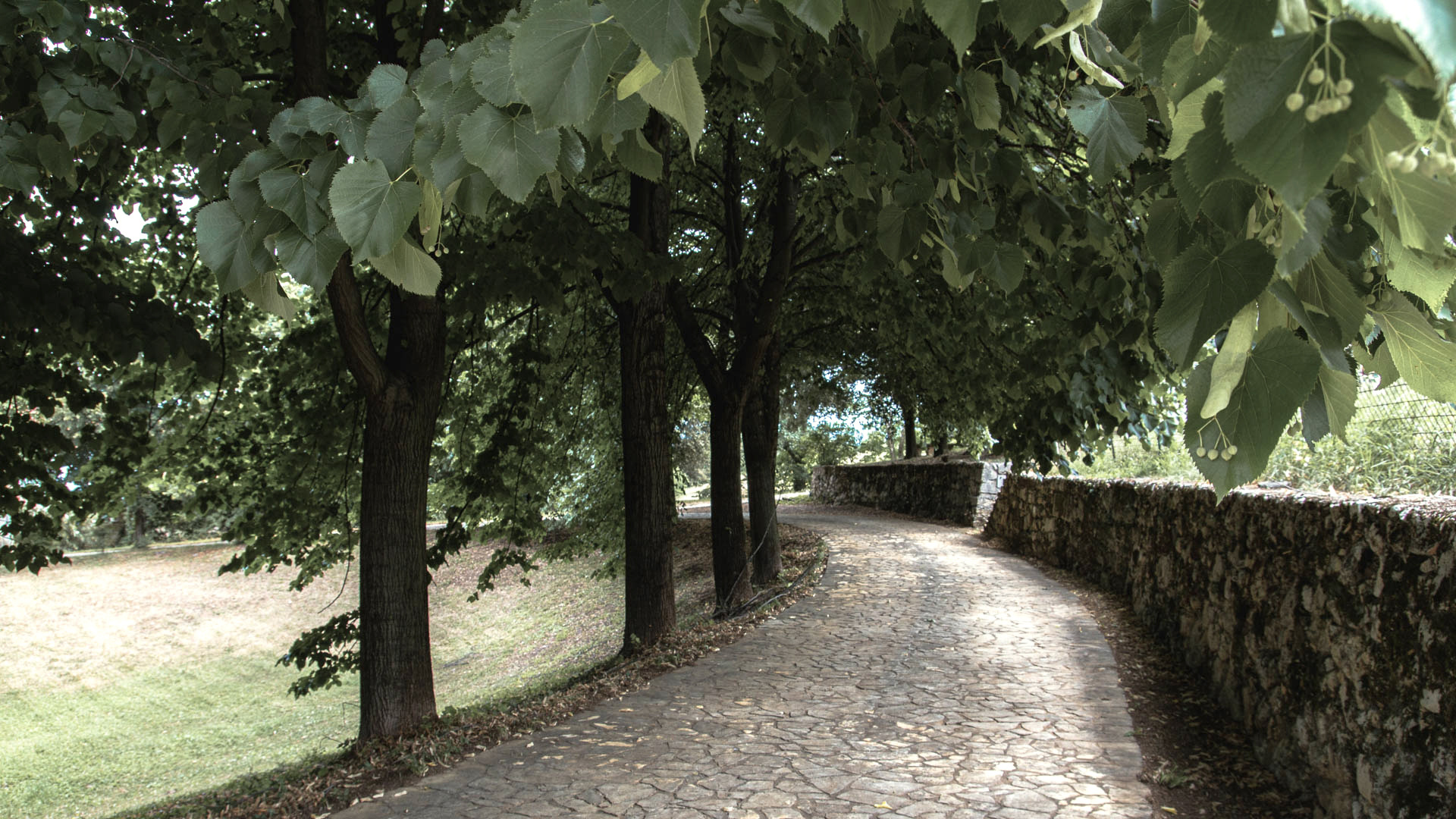 The Estate — i vigneti